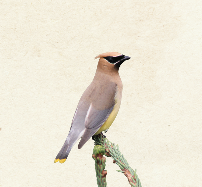Cedar Waxwing